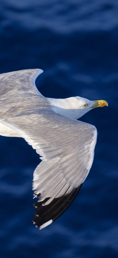 Fond d'écran iPhone Seagull Flying 5k