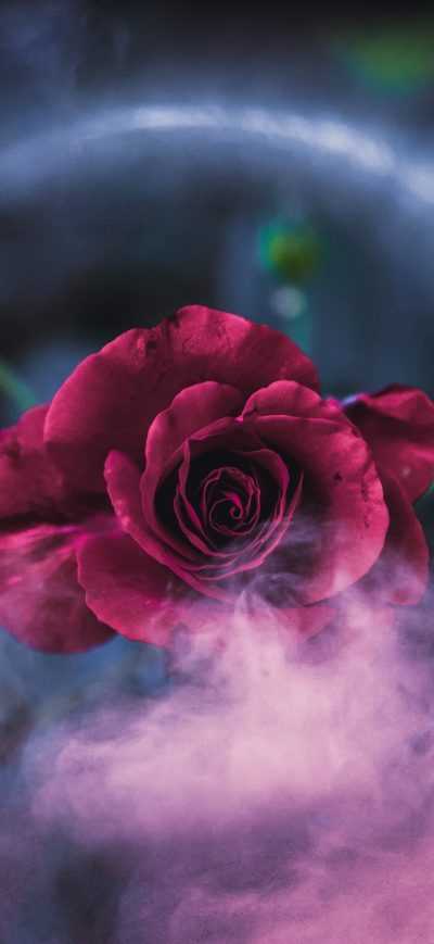 Fond d'écran iPhone Rose Dreamy 4k