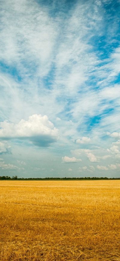 Fond d'écran iPhone Yellow Grass Field 4k