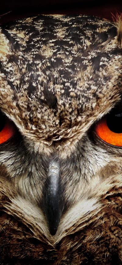 Fond d'écran iPhone Owl Eagle Eyes