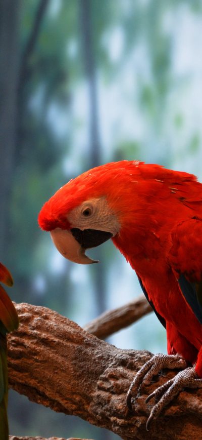Fond d'écran iPhone Scarlet Macaw 5k