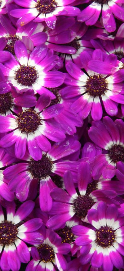 Fond d'écran iPhone Purple Cineraria Flowers