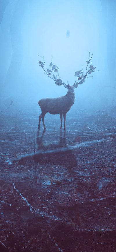 Fond d'écran iPhone Into The Woods Reindeer 4k