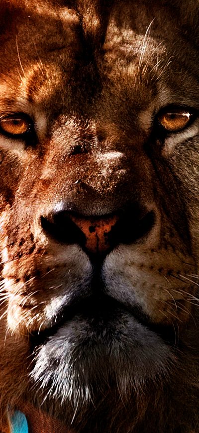 Fond d'écran iPhone Tiger Face Man 4k