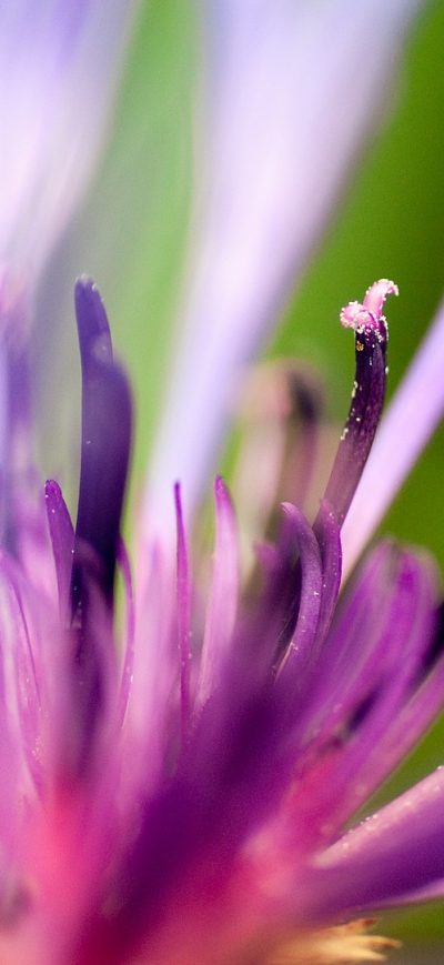 Fond d'écran Purple Flower sur iPhone