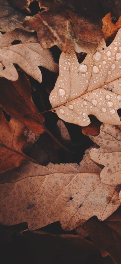 Fond d'écran iPhone Golden Leaves 4k