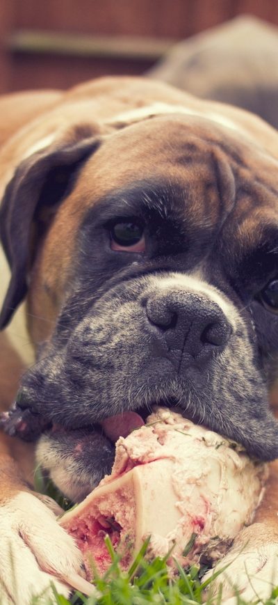 Fond d'écran iPhone Boxer Dog