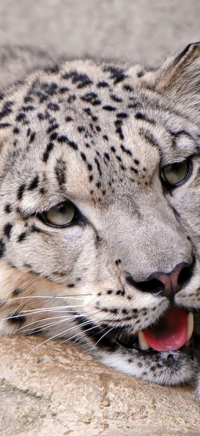 Fond d'écran iPhone Snow Leopard
