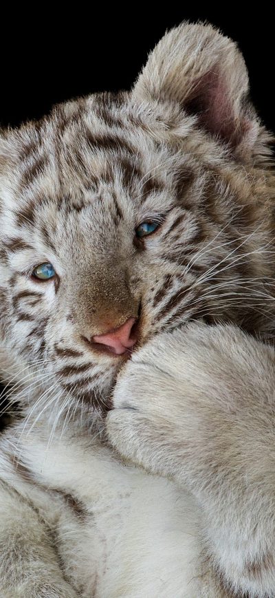 Fond d'écran iPhone Cute White Tiger Cub