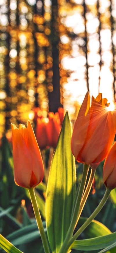 Fond d'écran iPhone Orange Tulips Hd
