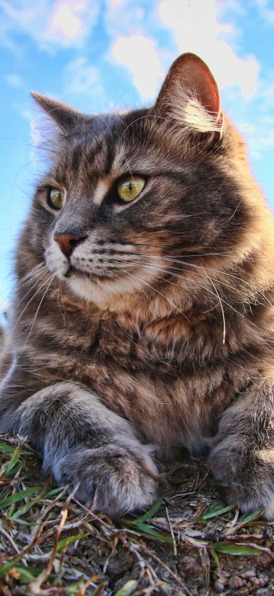 Fond d'écran iPhone Cat 4k