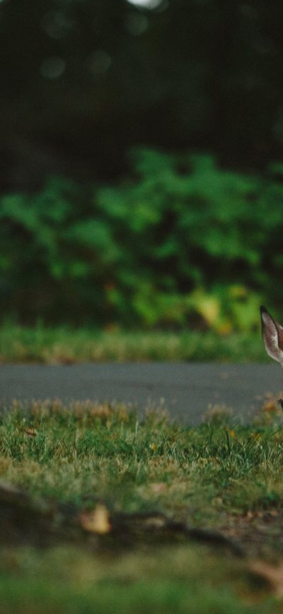 Fond d'écran 4k Deer sur iPhone