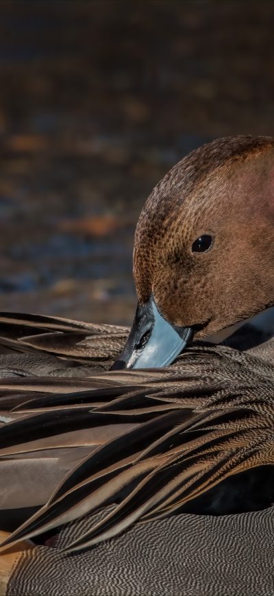 Fond d'écran iPhone Pintail Duck