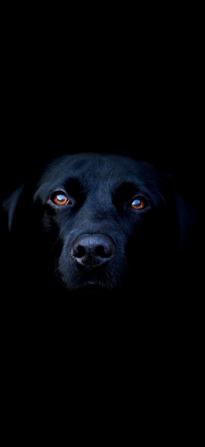 Fond d'écran iPhone Black Dog
