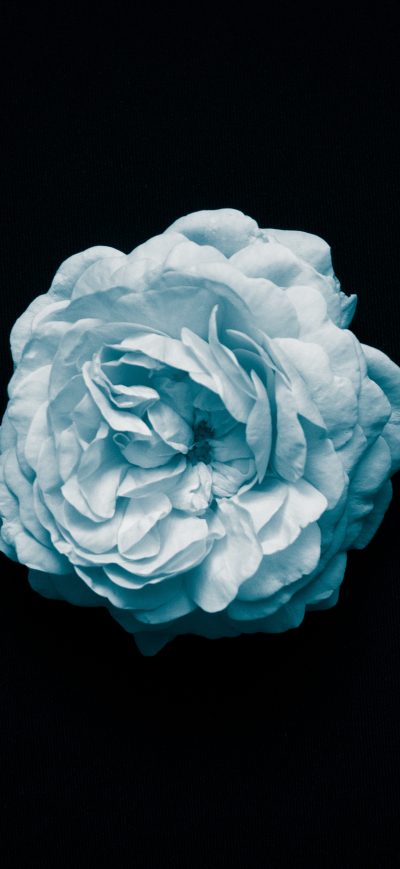 Fond d'écran iPhone Petal Flower Oled 4k