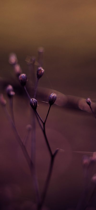 Fond d'écran iPhone Macro Plants Bokeh Effect 5k