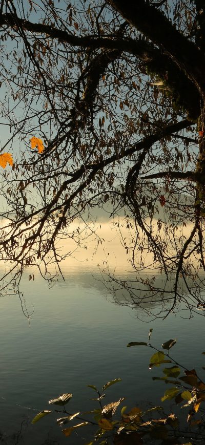 Fond d'écran iPhone Autumn Tree Lake Sunbeams Morning 4k