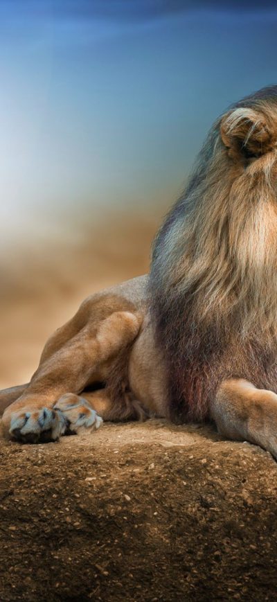 Fond d'écran iPhone Lion 2