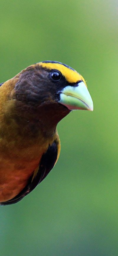 Fond d'écran iPhone Grosbeak Bird