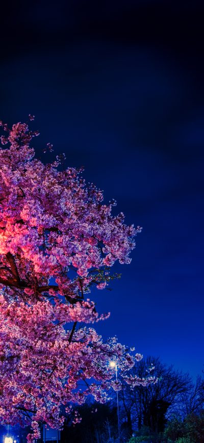 Fond d'écran iPhone Plant Blossom Flower 8k