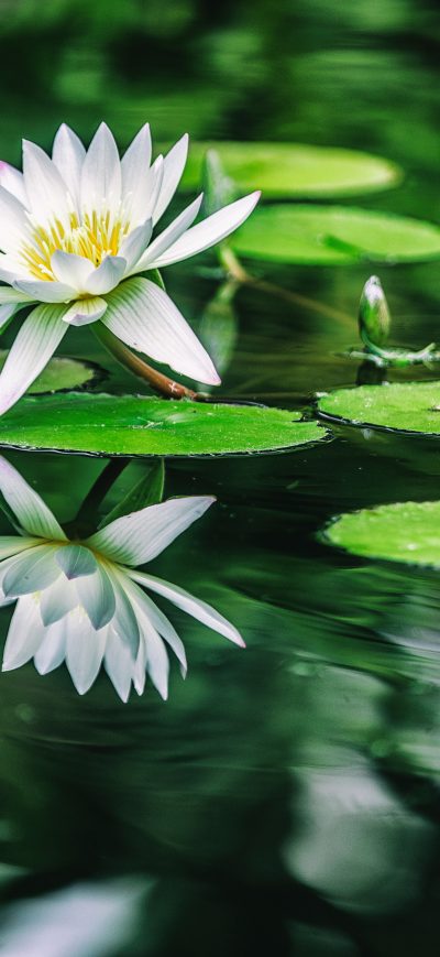 Fond d'écran iPhone Water Lilies 5k