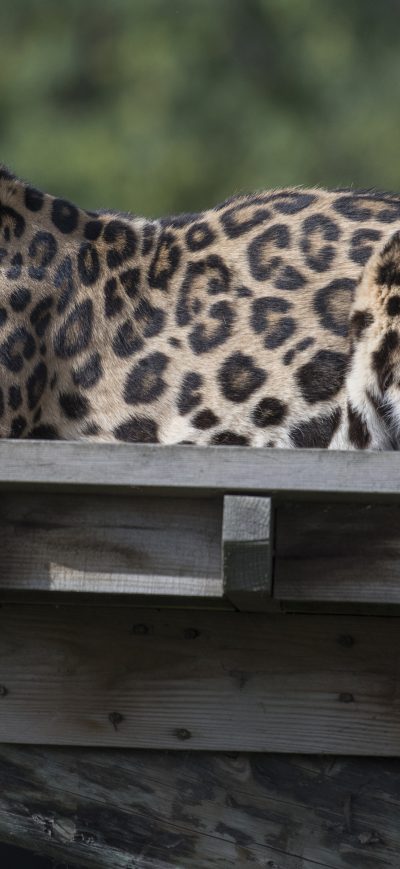 Fond d'écran iPhone Leopard Animal 4k