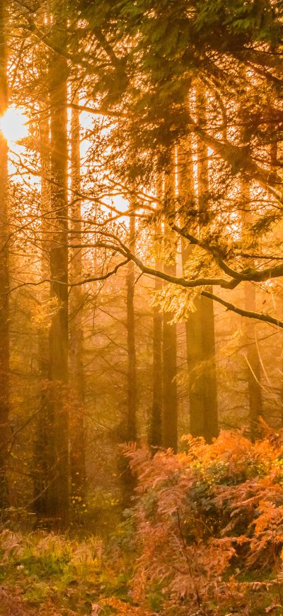 Fond d'écran iPhone Yellow Sunset Rays In Forest