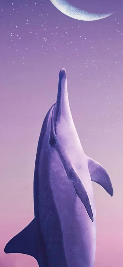 Fond d'écran iPhone Dolphin Touching Moon 4k