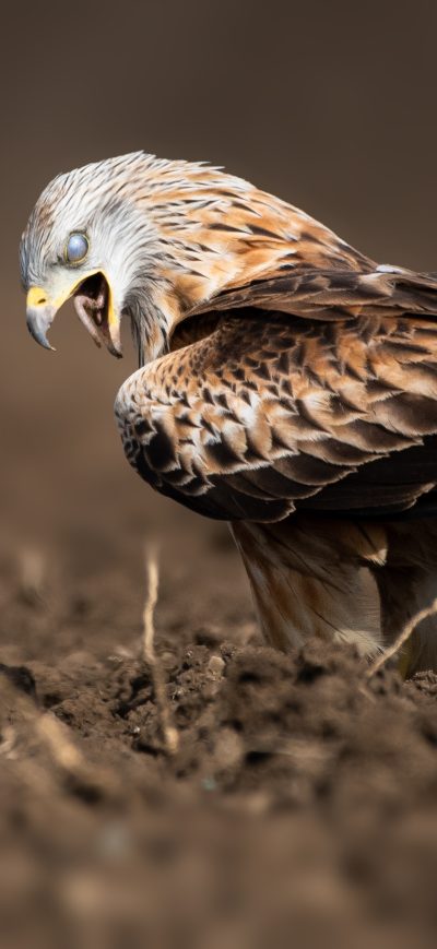 Fond d'écran iPhone Eagle Swallow A Worm 4k