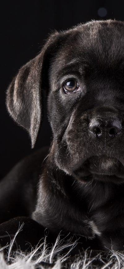 Fond d'écran iPhone Cane Corso Dog Puppy 4k HD