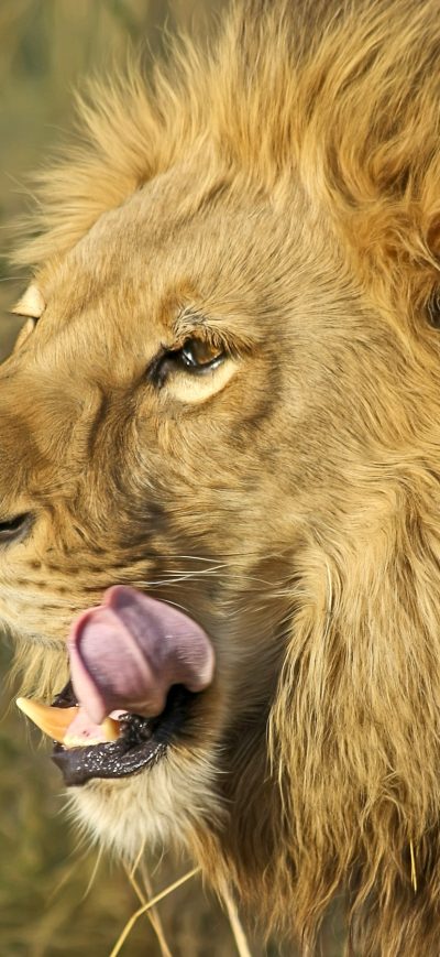 Fond d'écran iPhone South African Lion