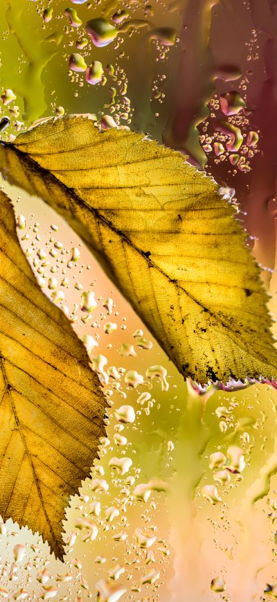 Fond d'écran iPhone Yellow Leaves Autumn Macro 5k