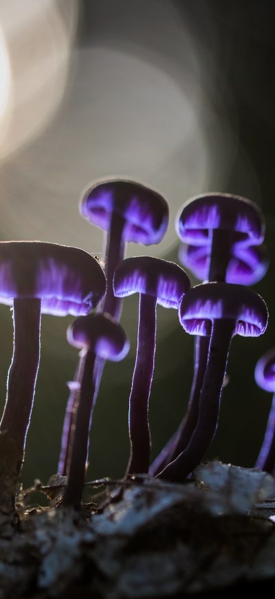 Fond d'écran iPhone Mushrooms Purple Glowing 5k