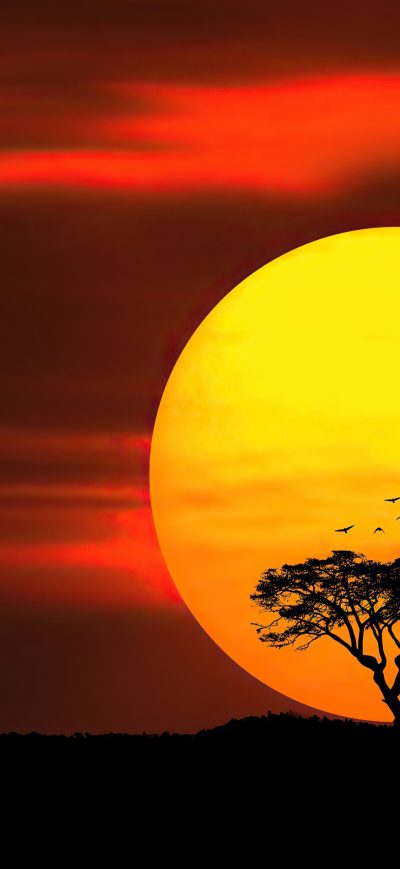 Fond d'écran iPhone Umbrella Thorn Sunset 4k