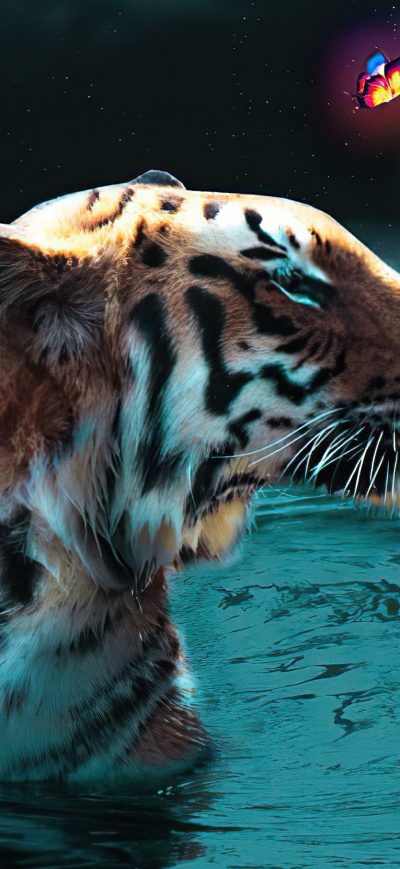 Fond d'écran iPhone Tiger Humbled