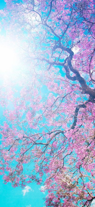 Fond d'écran iPhone Cherry Blossom Tree