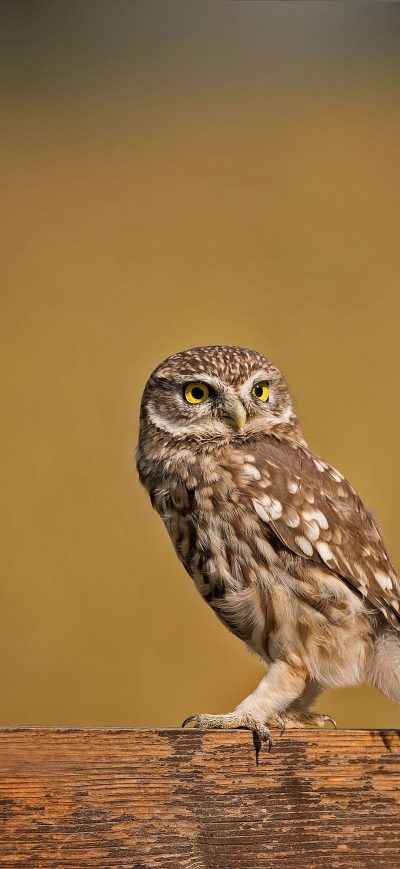 Fond d'écran Little Owl 4k sur iPhone