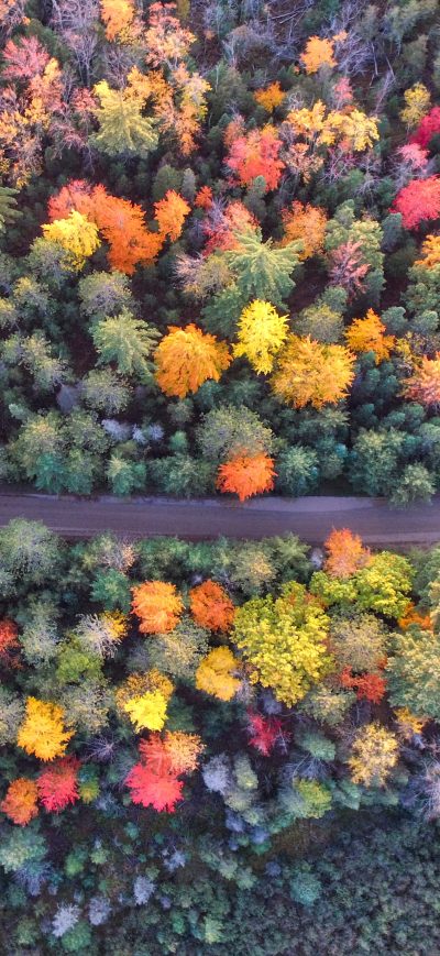Fond d'écran iPhone Autumn Path Of Forest Drone View