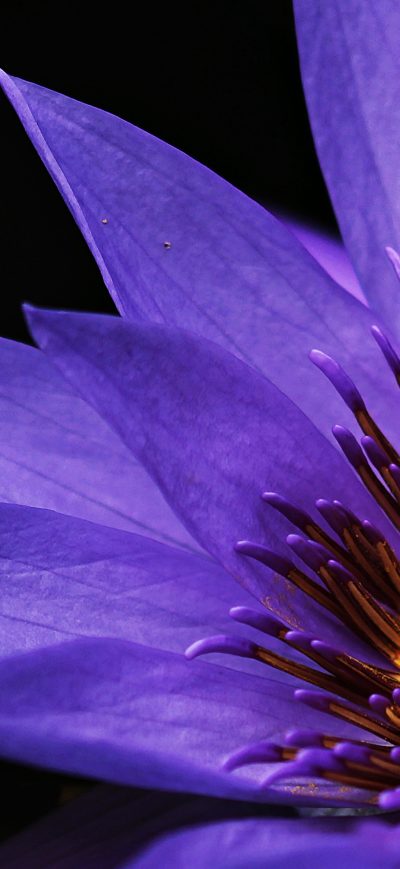 Fond d'écran iPhone Water Lilies Macro Photography