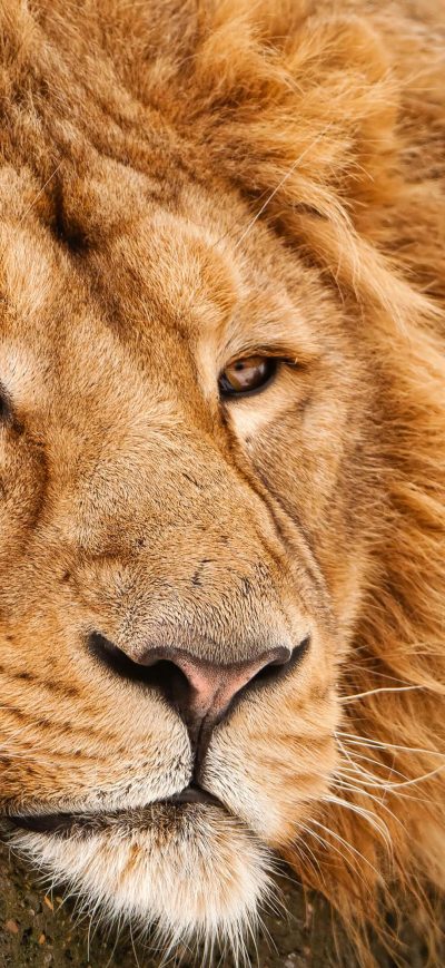 Fond d'écran iPhone 4k Lion