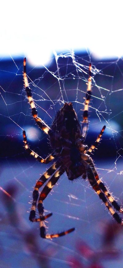 Fond d'écran iPhone Spider Close Click