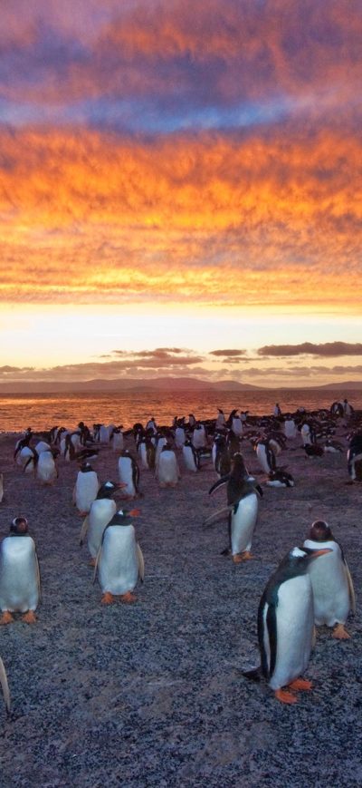 Fond d'écran iPhone Penguins Colony