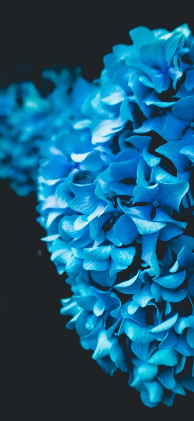 Fond d'écran iPhone Flower Oled