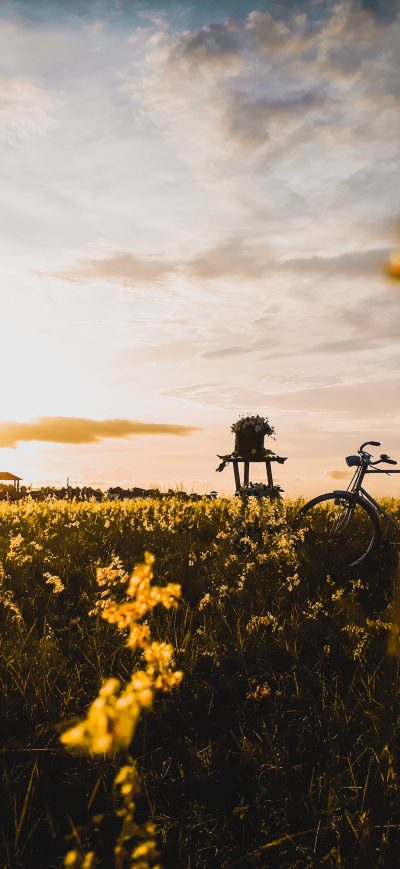 Fond d'écran iPhone Bicycle In Field