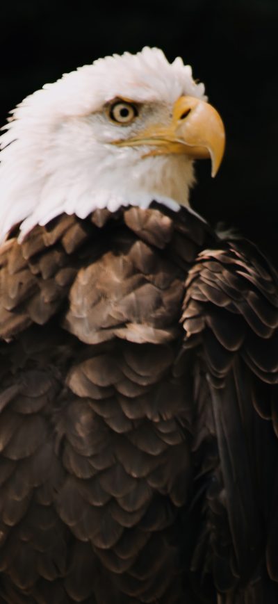 Fond d'écran iPhone Bald Eagle Dark Brown 5k
