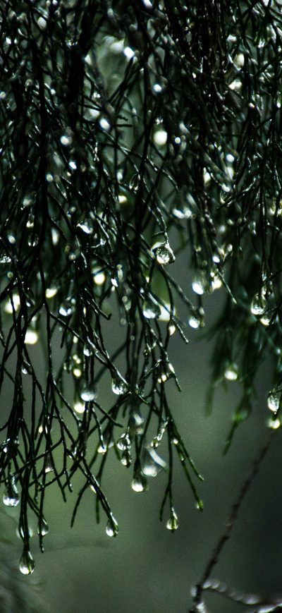 Fond d'écran iPhone Wet Leaves Raindrops Nature