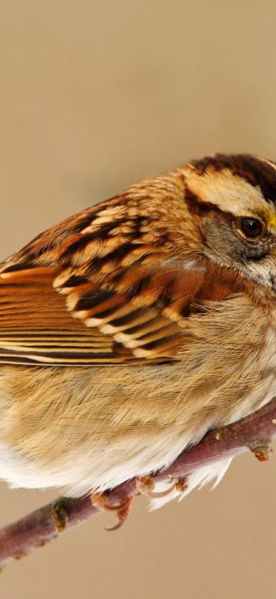 Fond d'écran Sparrow sur iPhone