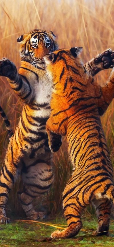 Fond d'écran Two Tiger Fightining sur iPhone