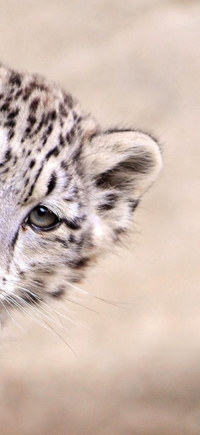 Fond d'écran iPhone Snow Leopard Young