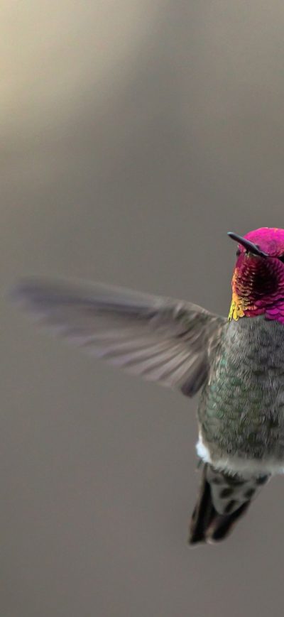 Fond d'écran iPhone Hummingbird Desktop